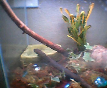 New plants