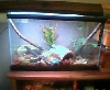 New plants