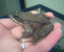 My Frogs!