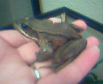 My Frogs!