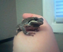 Toad