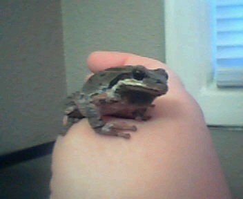 Toad