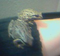 Green Goblin and toad together agin