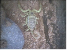 Help!!!! Can any one help me identify this new addition to the family?