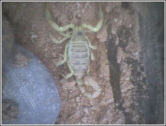 Help!!!! Can any one help me identify this new addition to the family?