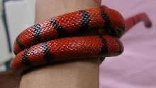 Hypo Bite