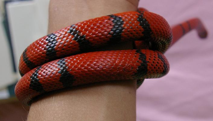 Hypo Bite