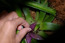 D. auratus egg