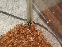 D. auratus froglet 1