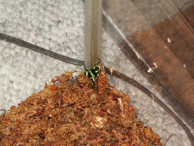 D. auratus froglet 1
