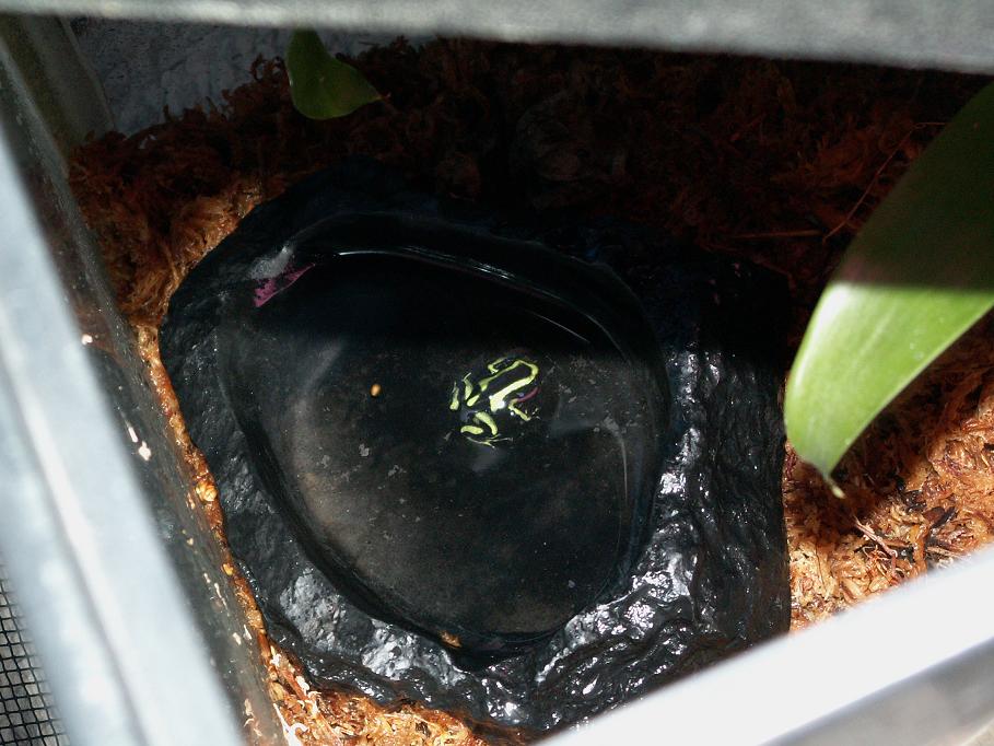 D. auratus froglet2