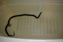 Tang Female tub
