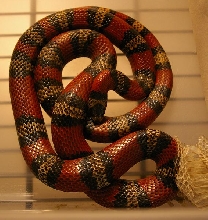 Tricolor female