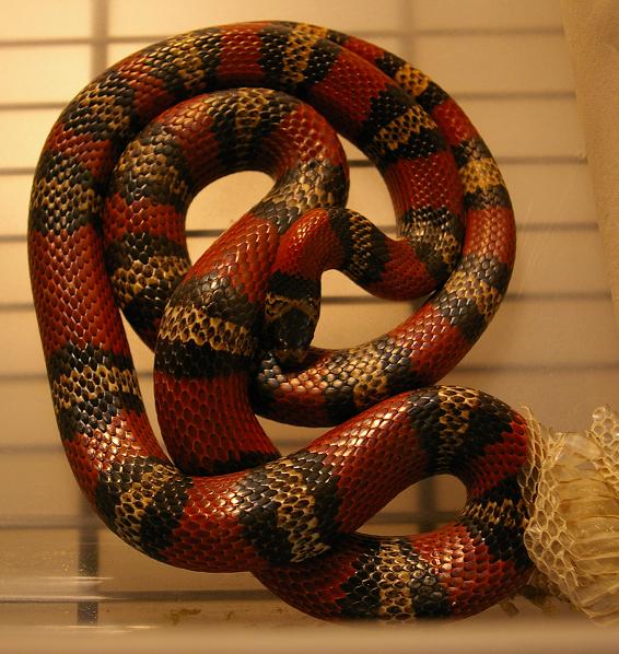 Tricolor female