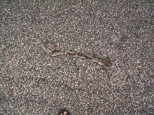 DOR...looks like a mojave rattler...