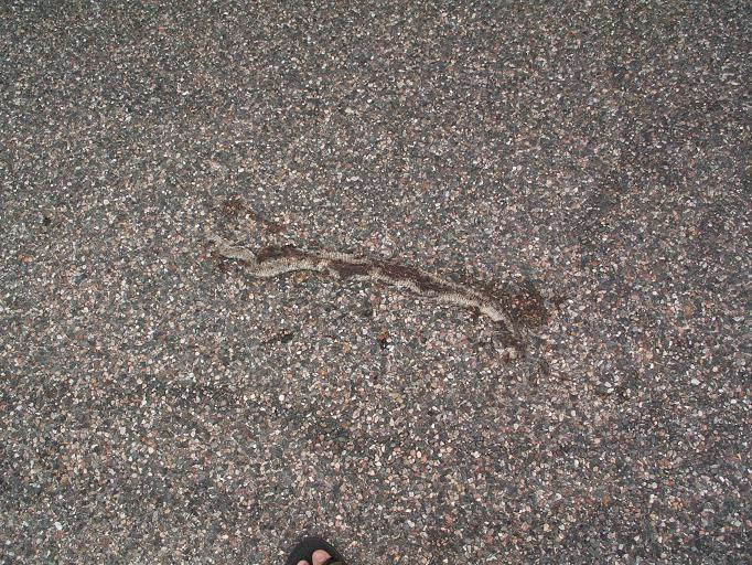 DOR...looks like a mojave rattler...