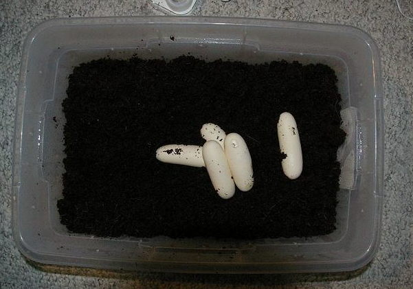 Eggs 07