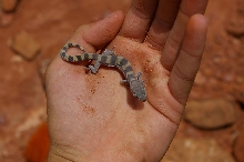 I know its no leopard, but posting ehre to upload into forum:)