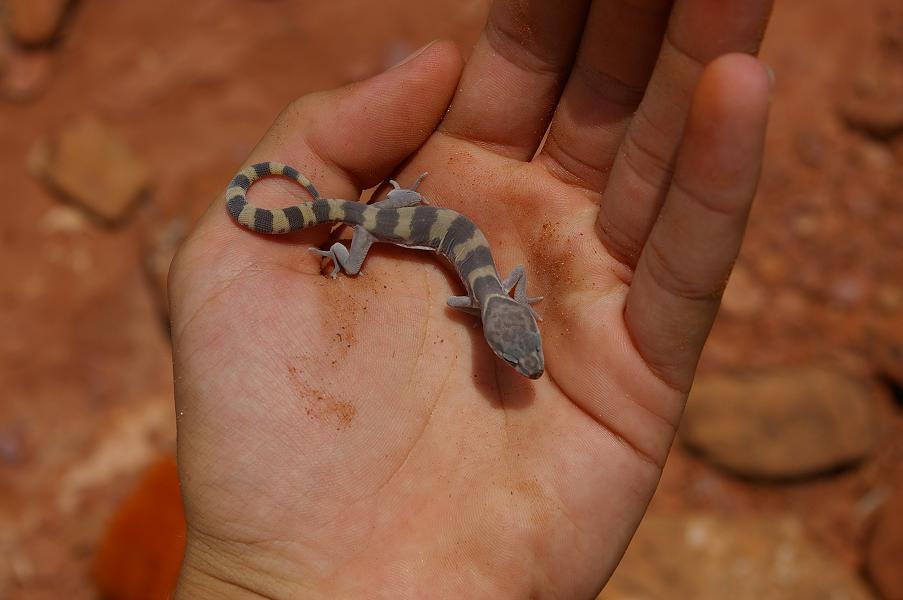 I know its no leopard, but posting ehre to upload into forum:)
