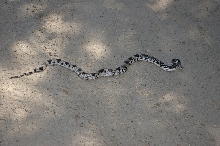 pine snake 1