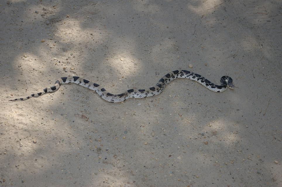 pine snake 1