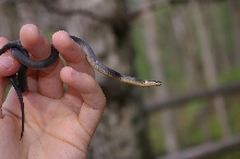 Ringneck 1