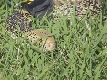 Female Bull Snake