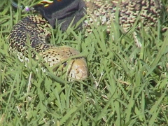 Female Bull Snake