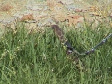 Gopher Snake Going Out for A Walk