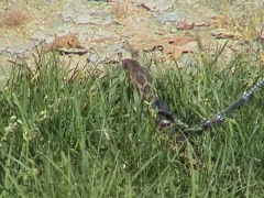 Gopher Snake Going Out for A Walk