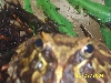 hears looking at you