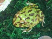 GABBIE