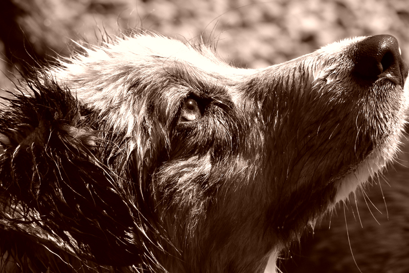 Fisher Intensity