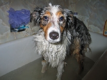 Fisher gets a bath!