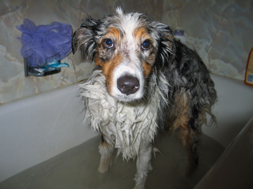 Fisher gets a bath!