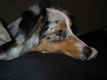 Fisher watching TV