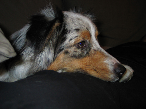 Fisher watching TV