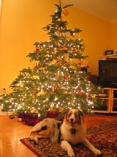 Fisher and Xmas Tree