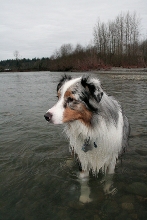 Fisher on Skykomish