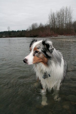 Fisher on Skykomish