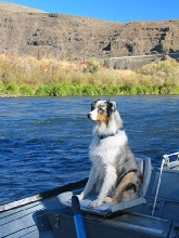 Fishing Dog