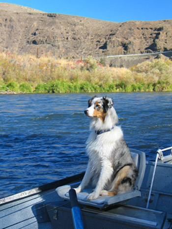 Fishing Dog