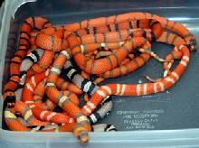 2008 Triple Het Clutch.A