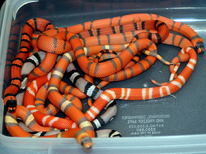2008 Triple Het Clutch.A