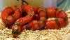 2008 - 1.0 Hypo Hondo poss. het Anery and Albino