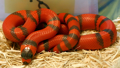 2008 - 1.0 Hypo Hondo poss. het Anery and Albino