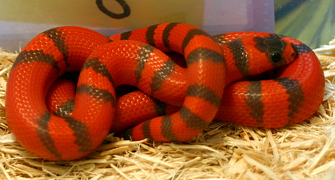 2008 - 1.0 Hypo Hondo poss. het Anery and Albino