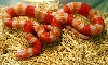 2008 - 1.0 Tangerine Albino Poss. het Anery
