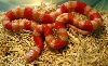 2008 - 1.0 Tangerine Albino Poss. het Anery