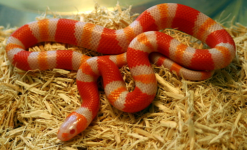 2008 - 1.0 Tangerine Albino Poss. het Anery